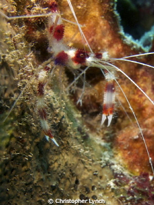 banded cleaner shrimp...bonaire by Christopher Lynch 